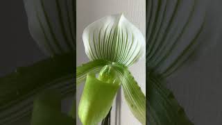 初めてパフィオが咲きました。Paph.Clair de Lune'Edgard Van Belle'AM/AOM