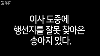 소들이 다른 집으로 이사가는 도중 송아지 한 마리가 탈출하는데... 어떻게 됐을까?!