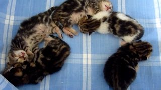 Sleeping Cute Kittens - hieroglyphs?