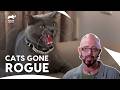 Jackson Galaxy Face These Toughest Cat Behavior Issues | My Cat From Hell S7 E10,1,5 | Animal Planet