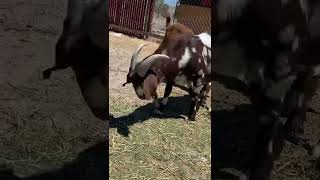 1.5 YEAR OLD DAPPLED BOER BUCK 👌🏼