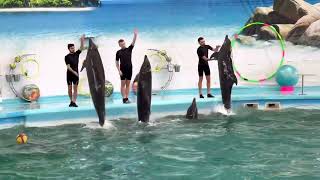 รีวิว Dolphines Bay Phuket ดูโชว์โลมาโชว์แมวน้ำสถานที่เที่ยวเด็กภูเก็ต  #dolphinbay #ที่เที่ยวภูเก็ต