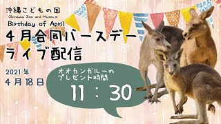 動物イベント★ライブ配信【4月合同バースデー＊オオカンガルー 】CELEBRATING APRIL BIRTHDAY! ~Eastern Gray Kangaroo