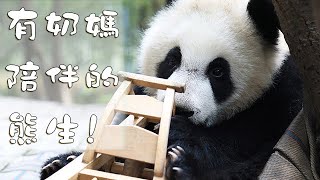 有奶媽陪伴的熊生就是可以為所欲為 | iPanda熊貓頻道