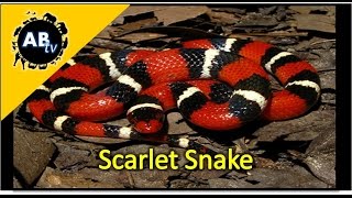 Scarlet Snake : The Python Hunter : AnimalBytesTV