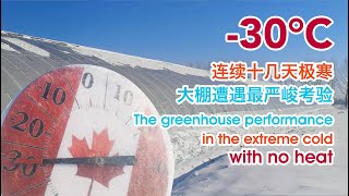 -30°C极寒没有供暖，大棚里的情况如何？ |  The greenhouse performance in the extreme cold with no heat