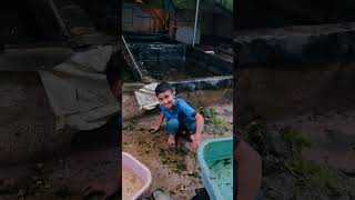 Fish farm thrissur | farm vidoes| #guppy