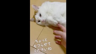 【#shorts】ツンデレが激しい猫