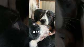 【5頭のボーダーコリー 】かあさんの膝の上を死守する犬【膝の上争奪戦】