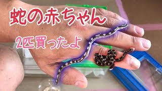 【コーンスネーク】ヘビの赤ちゃんを2匹買い餌をあげました