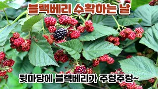 블랙베리 수확 세콤달콤한 맛 슈퍼푸드 복분자  Harvesting Blackberries Super Food Fresh Blackberries Sweet and sour taste