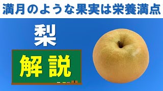 【徹底解説】フルーツのお勉強「梨」編