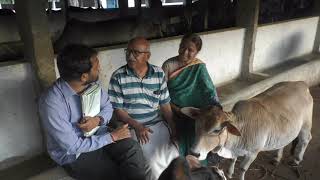 Punganur  Desi Cow's Milk is very much important for Thirupathi Lord Venkateshwara Swami Abishekam.