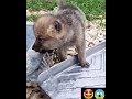 baby wolf drinking water 🤩🤩🤩 wolf cutewolf cutepuppy wolfdog shorts youtubeshorts