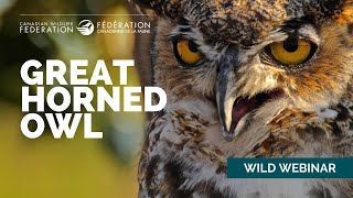 CWF Wild Webinars: Great Horned Owl