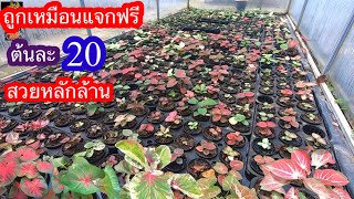 บอนสีสวยๆต้นละ20สวยหลักล้าน สวนป้อมแก้ว อ.บ้านโป่ง จ.ราชบุรี