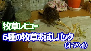 6種類の牧草お試しパックの中のオーツヘイを与えてみた【デグー成長日記】Gave Oat to Degu