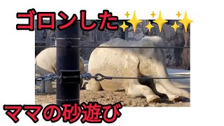 ママが砂遊び❤️アジアゾウアルン君　ウタイ　上野動物園2021年10月26日