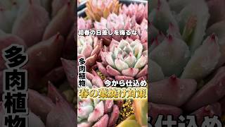 これからの日差しに要注意！今から仕込め。春の葉焼け対策　#多肉植物 #succulents #エケベリア #mokimoki #モキモキ