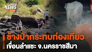 ช้างป่ากระทบท่องเที่ยวเขื่อนลำแชะ จ.นครราชสีมา | จับตารอบทิศ | 7ม.ค.68