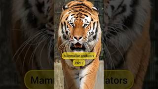 Mammalian predators (Part 1)🐅 #shortvideo #animals #facts #predator #lion #tiger #bear #cheetah