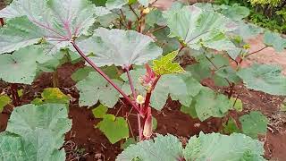 சிவப்பு வெண்டை(red ladys finger  plant)