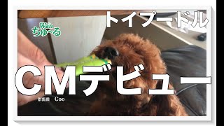 【CMデビュー】いなばわんチュールメーカーを使って、愛犬のCMを作ってみた【トイプードル】