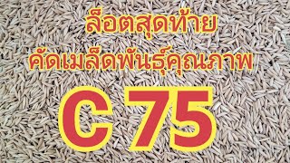 ล็อตสุดท้าย. คัดเมล็ดพันธุ์คุณภาพ...... C 75 ......