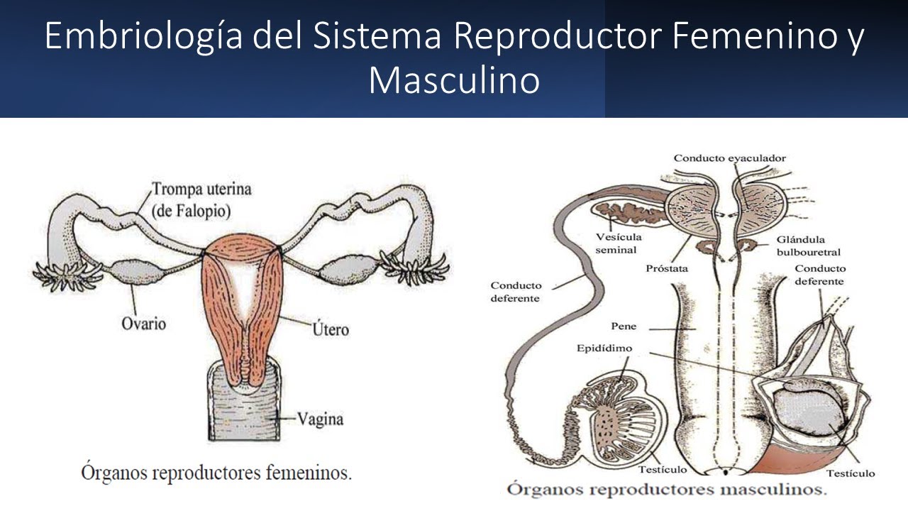 Embriología Del Sistema Reproductor Femenino Y Masculino Repaso - YouTube