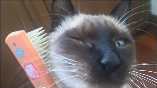 ブラシにスリスリ シャム猫にゃりー。my siamese cat likes brushing.