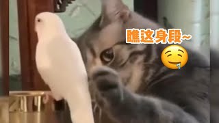 小猫咪能有什么坏心思！