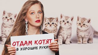 ОТДАМ КОТЯТ В ХОРОШИЕ РУКИ - Фильм / Комедия