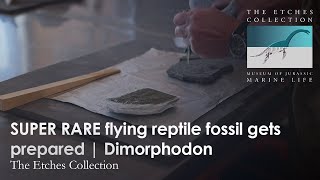 SUPER RARE flying reptile fossil gets prepared | Dimorphodon