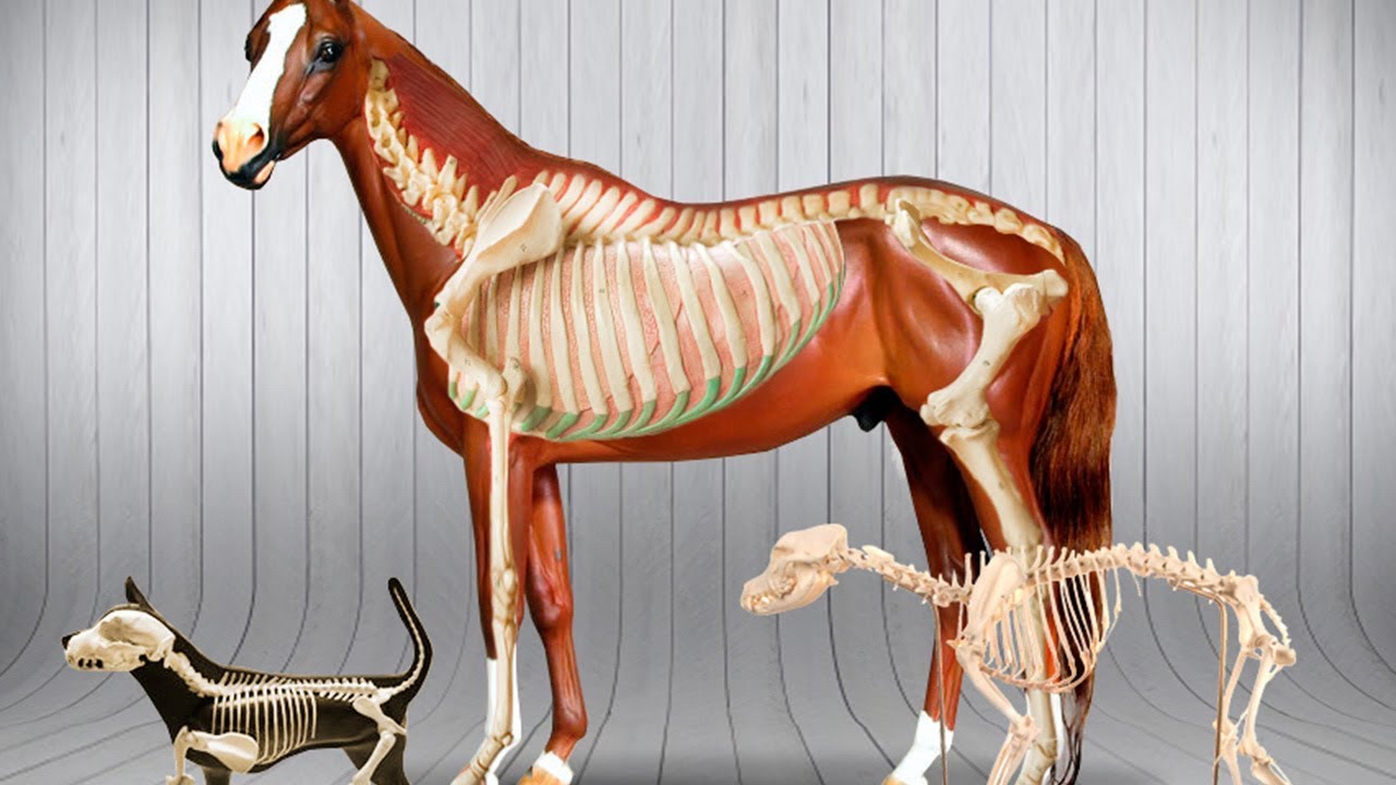 Atlas De Anatomia Veterinaria Pdf On Jan 1 2013 Isabel Cristina Pires