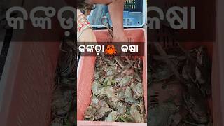 ଜିଅନ୍ତା ଚିଲିକା କଙ୍କଡା କଷା 🦀#food#foodie#crab#yt#ytshorts#minivlog#viralshorts#shorts#foryou