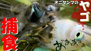 【閲覧注意】オニヤンマのヤゴがメダカを食うところ拡大観察してみた！！＜⁂Battle of insects for survival⁂＞