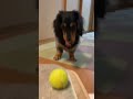 ぽての特技！ボールキャッチ🎾 犬の芸 ダックス 犬 犬のいる生活 犬動画