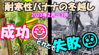 耐寒性バナナの冬越し経過　2023年2.3月