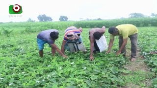 গোপালগঞ্জে পটলের বাম্পার ফলন | Bumper Production of Patal's in Gopalganj | Bangla News For Today