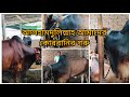 আলহামদুলিল্লাহ আমাদের কুরবানির গরু কিনা হয়ে গেছে।। দেশী না বিদেশি কোন গরু কিনলাম।।