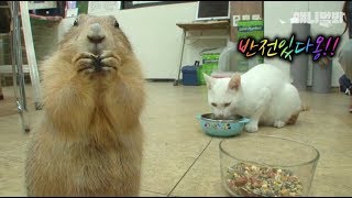 둘중 한 녀석은 지금 두려움에 떨고 있어요 ㅣ Guess Who's The Bully, Cat Or Prairie Dog?