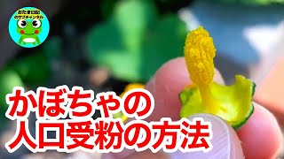 041 かぼちゃの人工授粉のやり方。雄花と雌花の違い