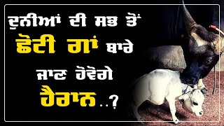 ਕੀ ਤੁਸੀ ਕਦੇ ਵੇਖੀ ਹੈ ਦੁਨੀਆਂ ਦੀ ਸਭ ਤੋਂ ਛੋਟੀ ਗਾਂ ? ਬੰਗਲਾਦੇਸ਼ 'ਚ ਸਟਾਰ ਬਣੀ ਰਾਣੀ ਗਾਂ ! World's Smallest Cow