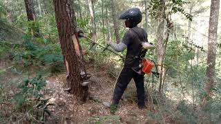 sadap pinus menggunakan pemotong rumput, mesin sadap pinus menggunakan 8 mata sadap