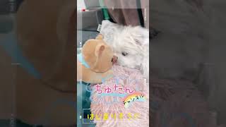 【朝起きたら寝る犬】二度寝のジャマしないで！チワマルアッシュ！#shorts #dog #犬 #癒し