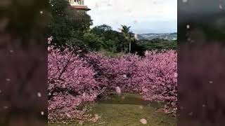 2018年櫻花季1月25日，樂活公園，陽明山，淡水天元宮