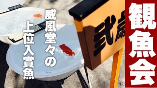 【金魚】二歳らんちゅう！圧倒的な完成度 | 第136回品評大会に行ってきた 😊 ​⁠ ​⁠2024 | 石川宗家 観魚会 |​⁠ @peperia