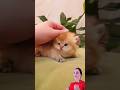 funny cat #cat #kitten #cute #cutecat #pets #anime #catvideos #cutecats #cuteanimals #ytshorts