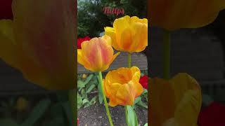 Tulips #ytshorts #dutchtulips #flower #bloem #tulpen ytshortsvideo