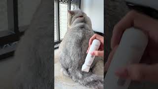 这就是传说中的痒痒毛？猪咪 肥猫 银渐层